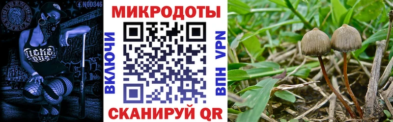 где купить наркотик  Ессентукская  Псилоцибиновые грибы Cubensis 